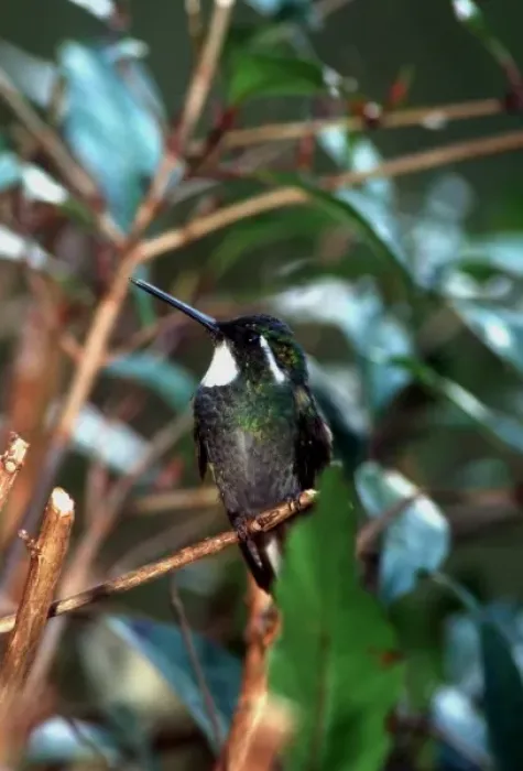 Framed Print : Costa Rican hummingbirds (individual species unknown to photographer)