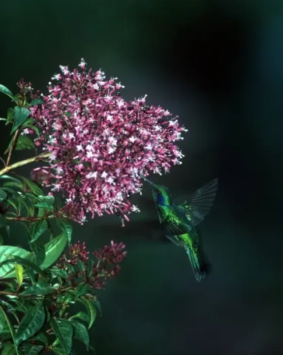 Framed Print : Costa Rican hummingbirds (individual species unknown to photographer)