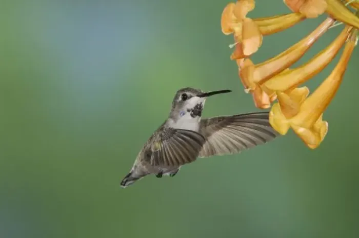 Framed Print : Costas Hummingbird, Calypte costae, young male in flight feeding on Yellow Trumpet Flower Framed Print : Costas Hummingbird, Calypte costae, young male in flight feeding on Yellow Trumpet Flower