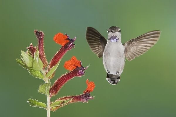 Costas Hummingbird, Calypte costae, young male in flight feeding on Flower, Tucson