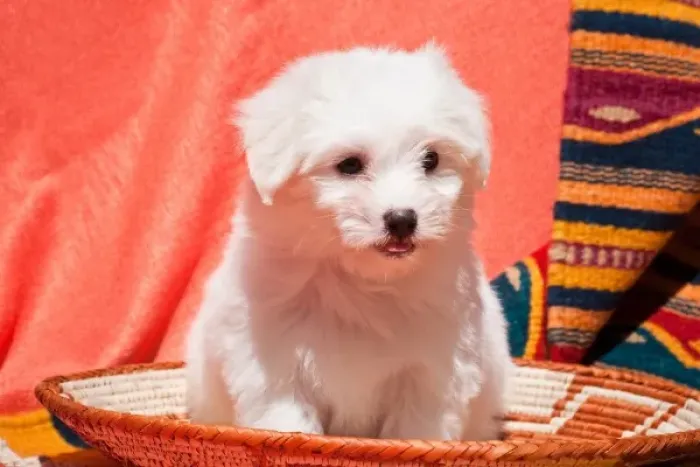 Framed Print : Coton de Tulear puppy sitting in an Indian Basket on a Indian blanket Framed Print : Coton de Tulear puppy sitting in an Indian Basket on a Indian blanket