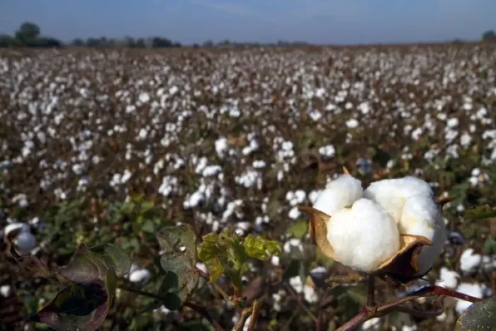 Framed Print : Cotton field ready for harvest in the American South