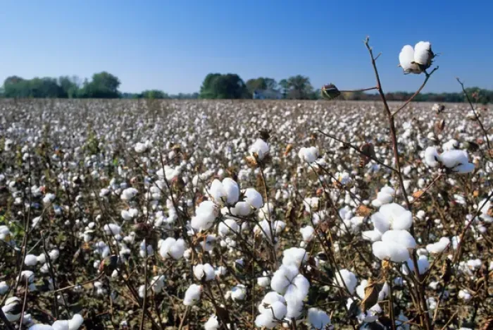 Framed Print : A cotton field in South Carolina. cotton, field, crop, agriculture, farm, soft Framed Print : A cotton field in South Carolina. cotton, field, crop, agriculture, farm, soft
