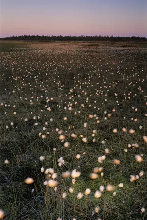 Framed Print : Cotton Grass, Eriophorum vaginatum, seeds, Urho Kekkonen National Park, Finland Framed Print : Cotton Grass, Eriophorum vaginatum, seeds, Urho Kekkonen National Park, Finland
