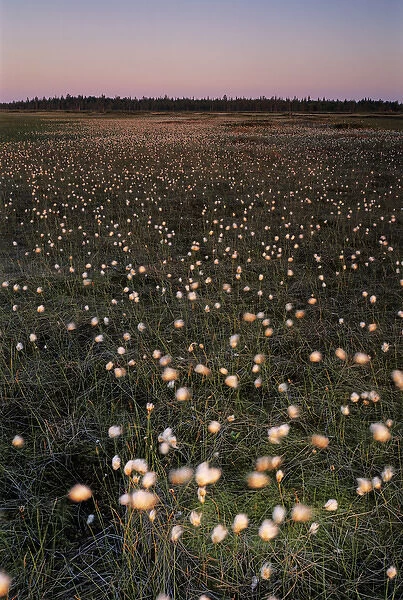Cotton Grass, Eriophorum vaginatum, seeds, Urho Kekkonen National Park, Finland