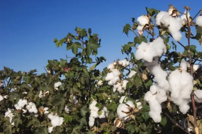 Framed Print : Cotton Plant, Gossypium hirsutum, cotton field, Lubbock, Panhandle, Texas, USA