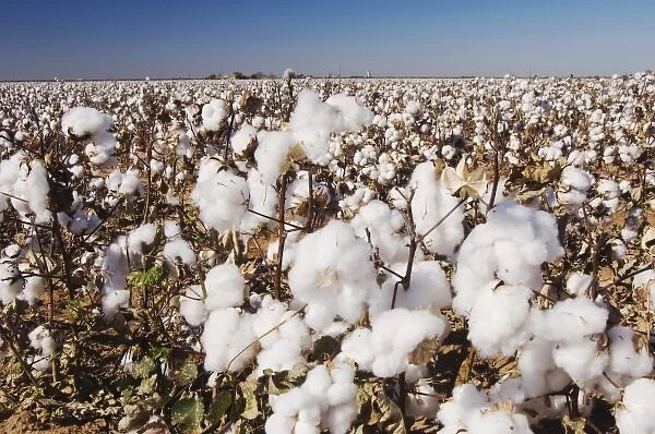 Cotton Plant, Gossypium hirsutum, cotton field, Lubbock, Panhandle, Texas, USA, September