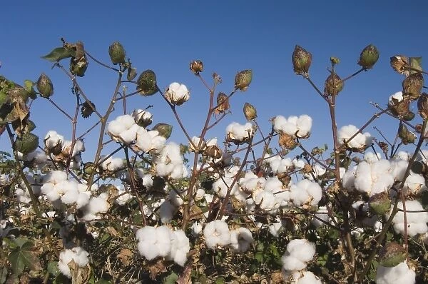 Cotton Plant, Gossypium hirsutum, cotton field, Lubbock, Panhandle, Texas, USA, September