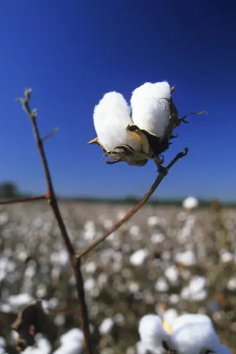 Framed Print : Cotton ready for harvest