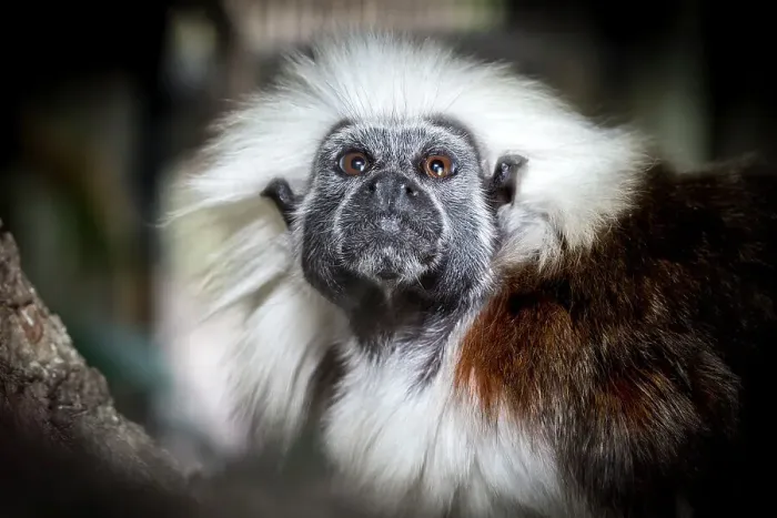 Framed Print : Cotton-top tamarin Framed Print : Cotton-top tamarin