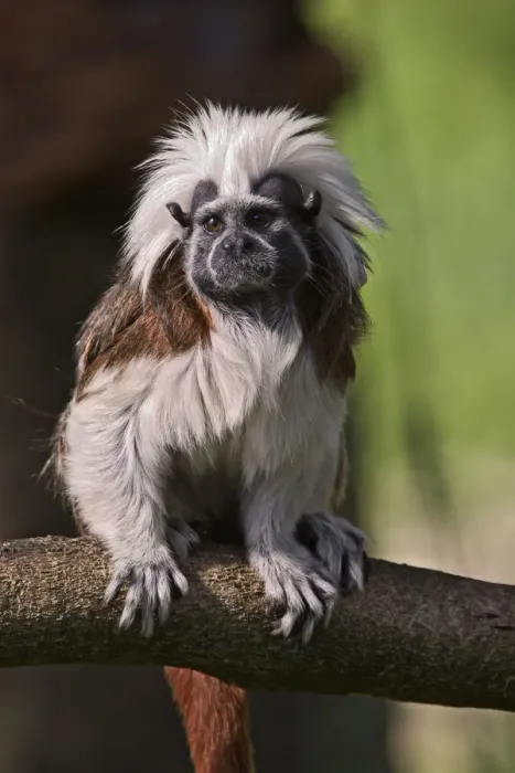 Framed Print : Cotton-topped Tamarin Saguinus oedipus oedipus Captive Cotton-topped TamarinSaguinus Framed Print : Cotton-topped Tamarin Saguinus oedipus oedipus Captive Cotton-topped TamarinSaguinus