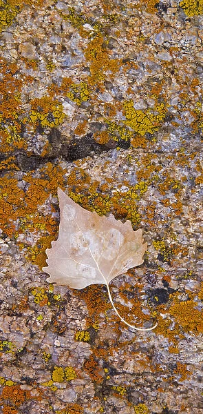 Cottonwood leaf on lichen covered rock in the Alabama Hills Eastern Sierras California