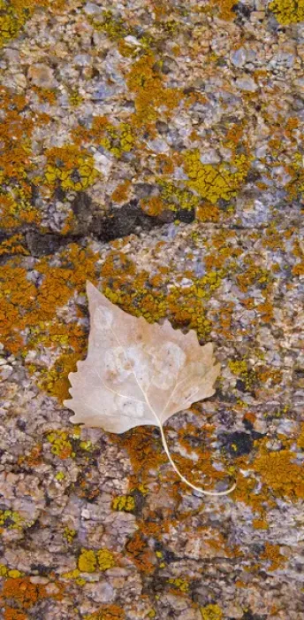 Framed Print : Cottonwood leaf on lichen covered rock in the Alabama Hills Eastern Sierras California
