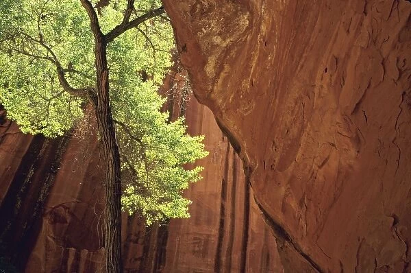 Cottonwood tree in Choprock slot canyon on Escalante River, Glen Canyon, National Recreation Area
