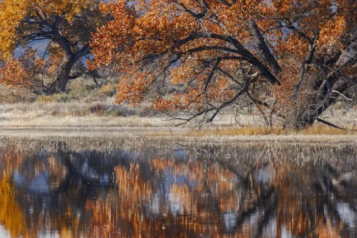 Framed Print : Cottonwood tree reflecting on pond, Bosque del Apache National Wildlife Refuge, New Mexico