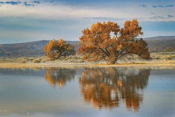Cottonwood tree reflecting on pond, Bosque del Apache National Wildlife Refuge, New Mexico