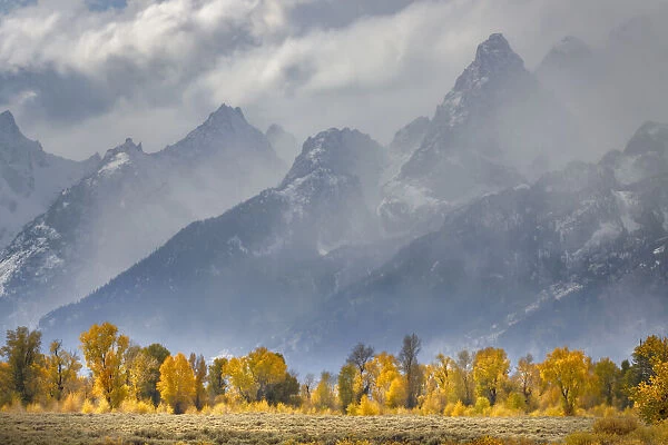 Cottonwood trees in autumn color in front of Teton Range, Grand Teton National Park