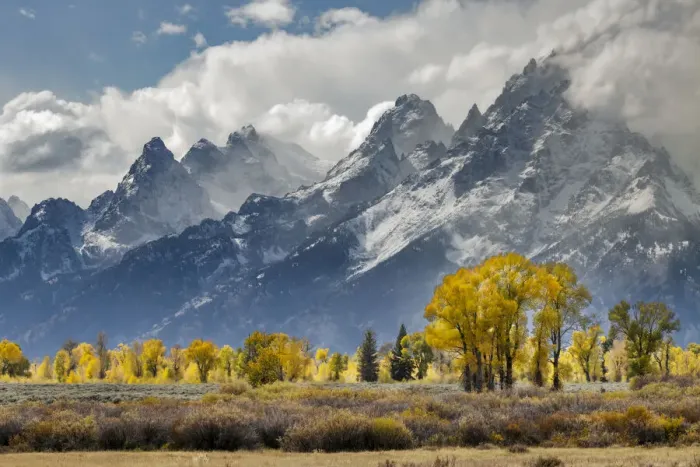 Framed Print : Cottonwood trees in autumn color in front of Teton Range, Grand Teton National Park