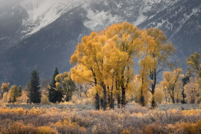 Framed Print : Cottonwood trees in autumn color in front of Teton Range, Grand Teton National Park