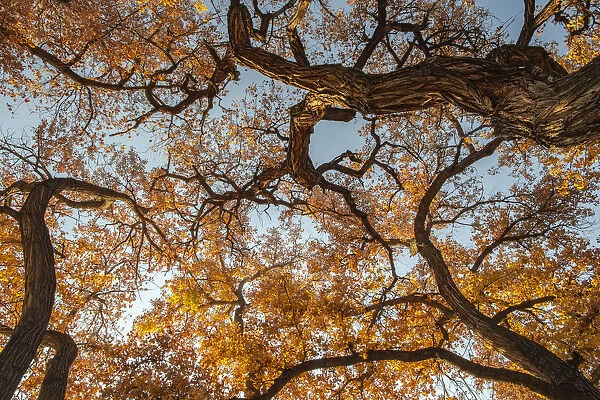 Cottonwood trees in fall foliage, Rio Grande Nature Park, Albuquerque, New Mexico