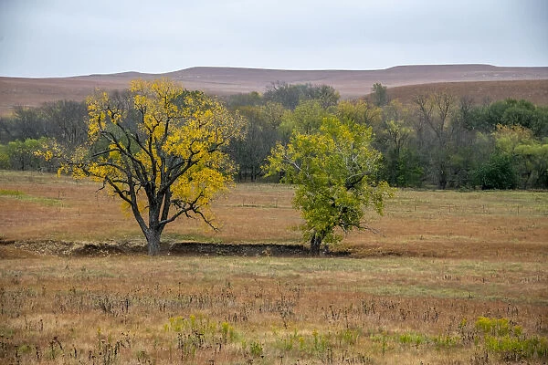 Cottonwood trees in the Flint Hills of Kansas