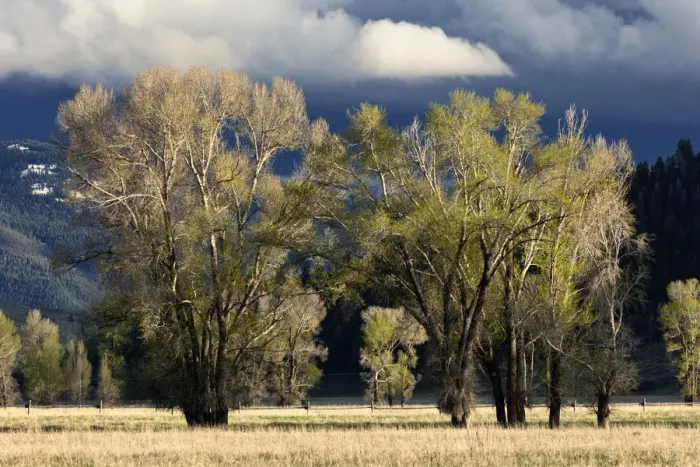 Framed Print : Cottonwood trees, Grand Teton National Park, Wyoming