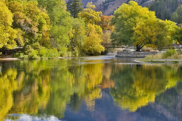 Cottonwoods, Maple and oak trees in fall color along Logan River, Utah, in the Wasatch
