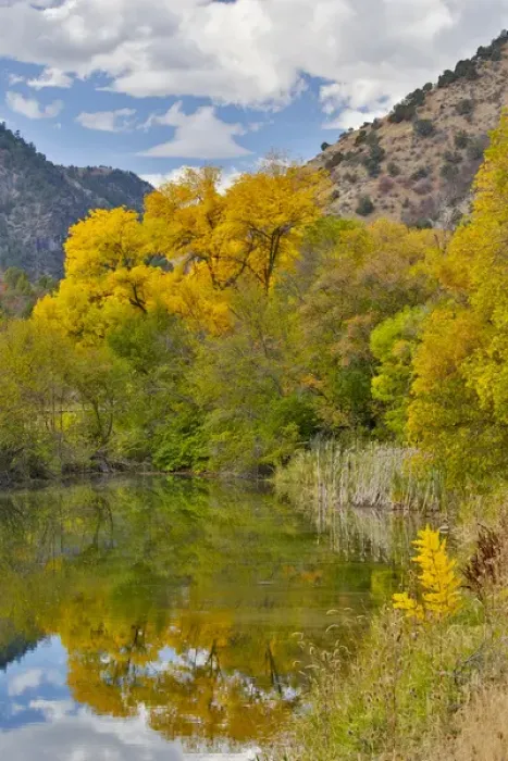 Framed Print : Cottonwoods, Maple and oak trees in fall color along Logan River, Utah, in the Wasatch Framed Print : Cottonwoods, Maple and oak trees in fall color along Logan River, Utah, in the Wasatch