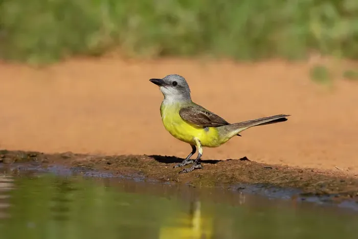 Framed Print : Couch's kingbird adult drinking at ranch pond Framed Print : Couch's kingbird adult drinking at ranch pond