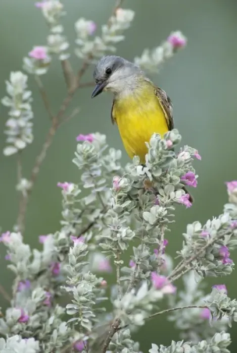 Framed Print : Couchs Kingbird, Tyrannus couchii, adult on blooming Texas Sage (Leucophyllum frutescens) Framed Print : Couchs Kingbird, Tyrannus couchii, adult on blooming Texas Sage (Leucophyllum frutescens)