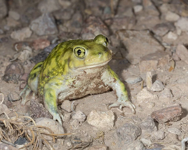 Couchs spadefoot, Scaphiopus couchii, Rodeo, New Mexico