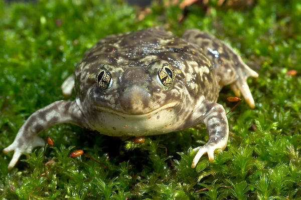 Couchs spadefoot toad, Scaphiopus couchi