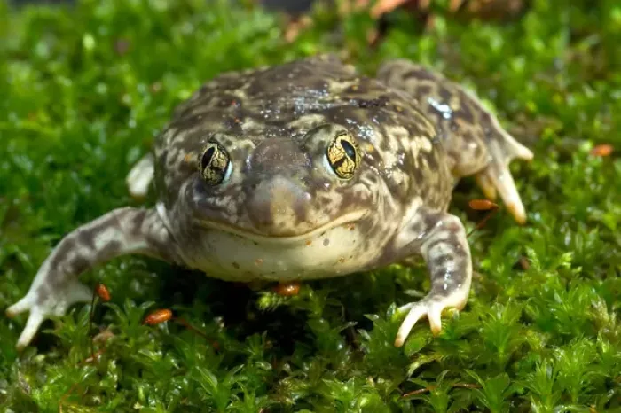 Framed Print : Couchs spadefoot toad, Scaphiopus couchi Framed Print : Couchs spadefoot toad, Scaphiopus couchi