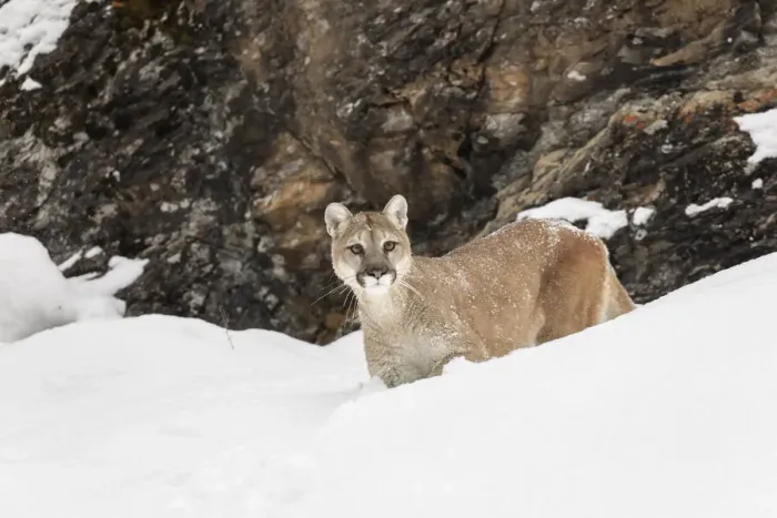 Framed Print : Cougar or Mountain Lion in deep winter snow, Puma concolor, controlled situation Framed Print : Cougar or Mountain Lion in deep winter snow, Puma concolor, controlled situation