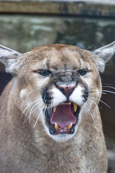 Cougar, mountain lion, Florida panther, Puma concolor, has greatest distribution