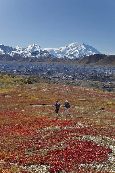 A couple hikes on a colorful carpet of autumn tundra next to the Muldrow Glacier