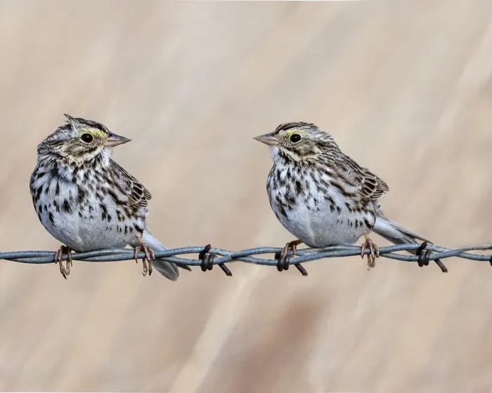 Framed Print : A couple of sparrow communicating while sitting on a barbed wire fence Framed Print : A couple of sparrow communicating while sitting on a barbed wire fence