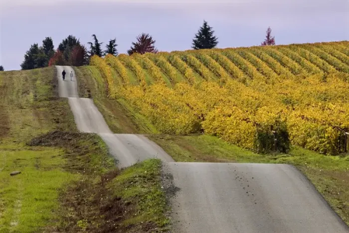 Framed Print : A couple walk the undulating road next to a fall-colored vineyards at King Estate Framed Print : A couple walk the undulating road next to a fall-colored vineyards at King Estate