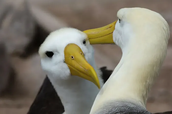 Framed Print : A couple of waved albatrosses, Diomedea irrorata. Espanola Island, Galapagos, Ecuador