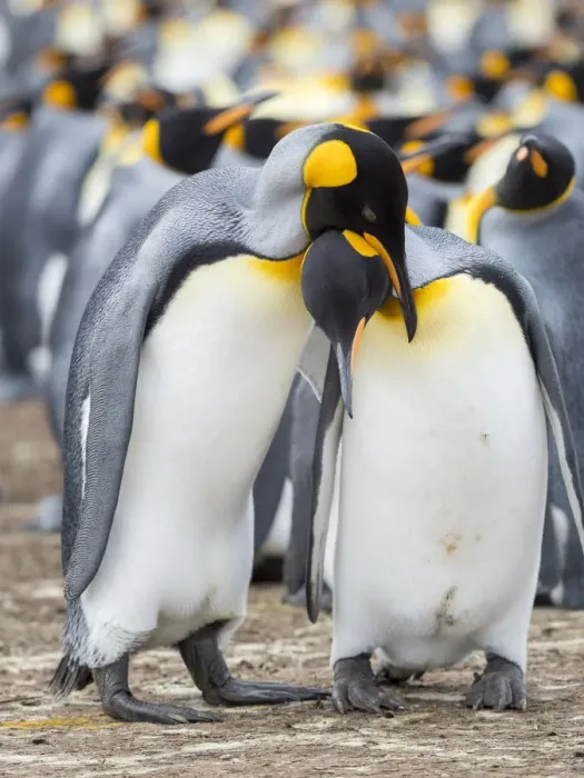 Framed Print : Courtship display. King Penguin on Falkland Islands