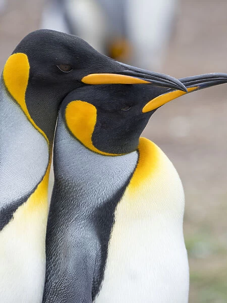 Courtship display. King Penguin on Falkland Islands