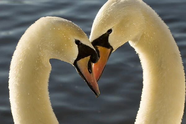 Courtship display of mute swans, Cygnus olor, Stanley Park, British Columbia