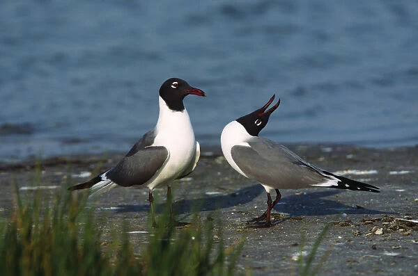 A courtship ritual of Laughing Gulls (Larus atricilla). USA, Florida