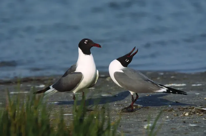 Framed Print : A courtship ritual of Laughing Gulls (Larus atricilla). USA, Florida