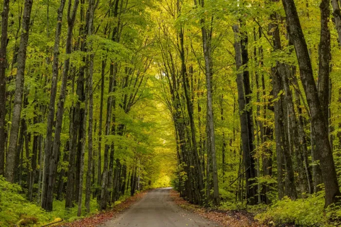 Framed Print : Covered Road near Houghton in the Upper Peninsula of Michigan, USA Framed Print : Covered Road near Houghton in the Upper Peninsula of Michigan, USA