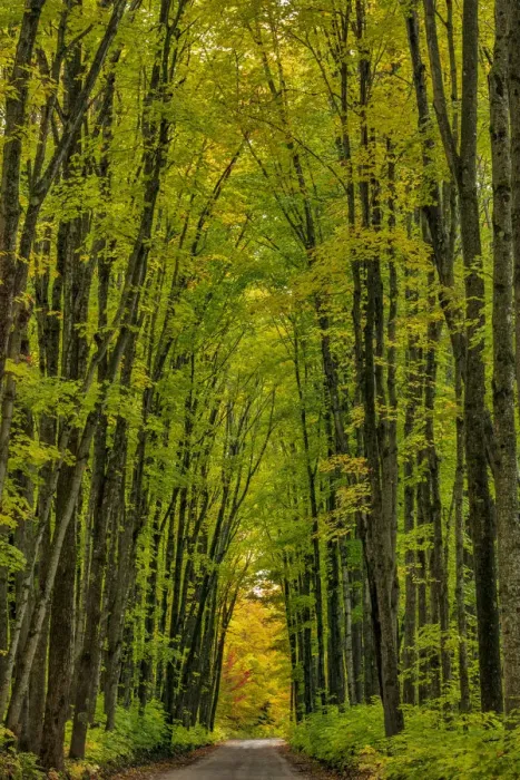 Framed Print : Covered road near Houghton in the Upper Peninsula of Michigan, USA Framed Print : Covered road near Houghton in the Upper Peninsula of Michigan, USA