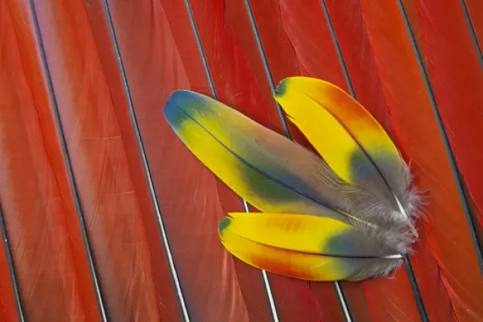 Framed Print : Three Covert Feathers laying on Scarlet Macaws Tail Feathers Framed Print : Three Covert Feathers laying on Scarlet Macaws Tail Feathers