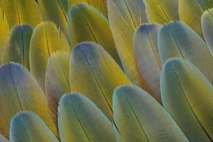 Framed Print : Covert wing feathers of the Camelot Macaw Framed Print : Covert wing feathers of the Camelot Macaw
