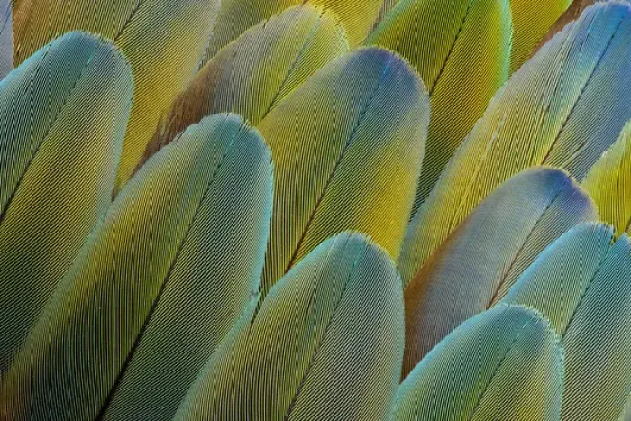 Framed Print : Covert wing feathers of the Camelot Macaw