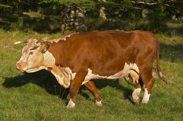 Cow Brown and white Profile Smaland region. Sweden, Europe